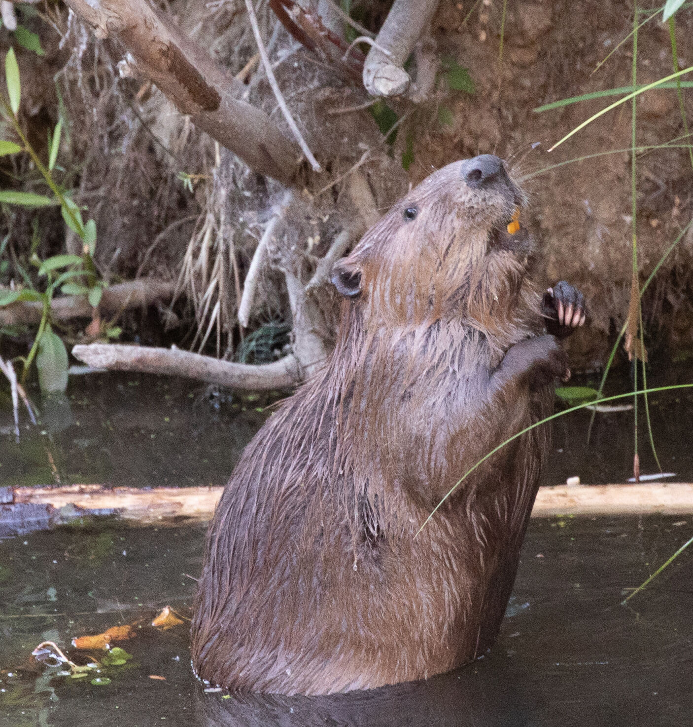 Beaver Lodge Summer 2021